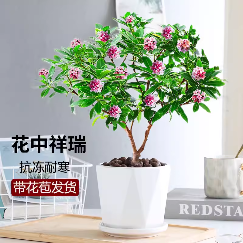 金边瑞香盆栽浓香型老桩大苗带花苞耐寒阳台花卉植物室内花年宵花