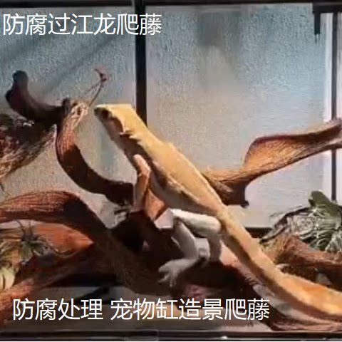 防腐造景宠物爬藤过江龙藤图片