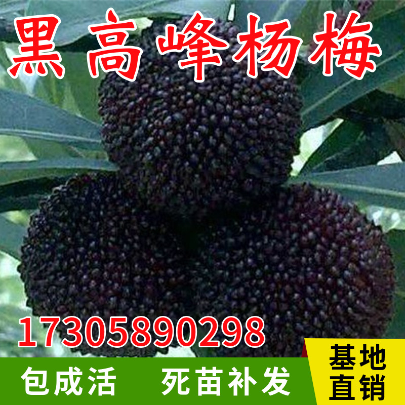 台湾黑高峰杨梅树苗早熟嫁接特大水果耐寒南北方盆栽种植当年结果