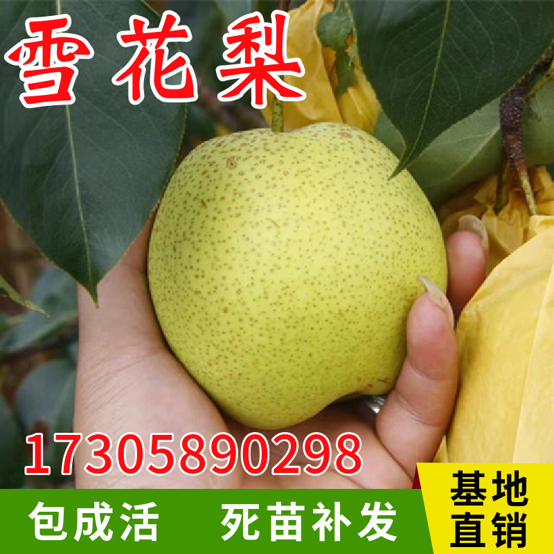 雪花梨树果苗南北方庭院地栽特大果树苗阳台盆栽嫁接梨苗当年结果