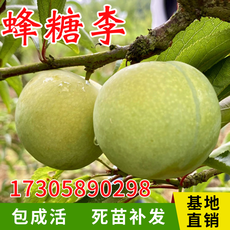 蜂糖李子树苗南北方嫁接特大脱骨甜脆李子苗盆栽地栽种植当年结果