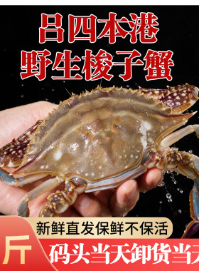 东海黄海吕四野生梭子蟹大公蟹保鲜不保活 现捕现发 整蟹礼盒装