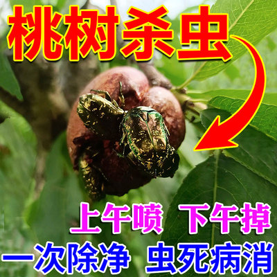 桃树害虫一次全杀光不蔓延