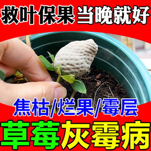 草莓灰霉病专用药肥焦枯叶烂果一滴净杀菌剂植物病菌清保花果防落