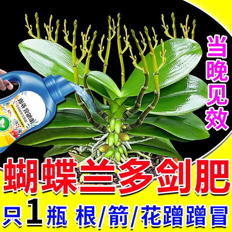 蝴蝶兰花箭蹭蹭冒全年花不断