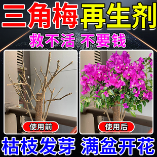 三角梅再生剂老桩枯树黄叶光杆生根复活营养液植物促芽爆花专用肥