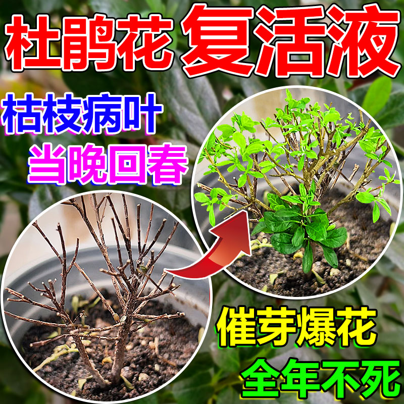 杜鹃花复活液枯枝照样也能活
