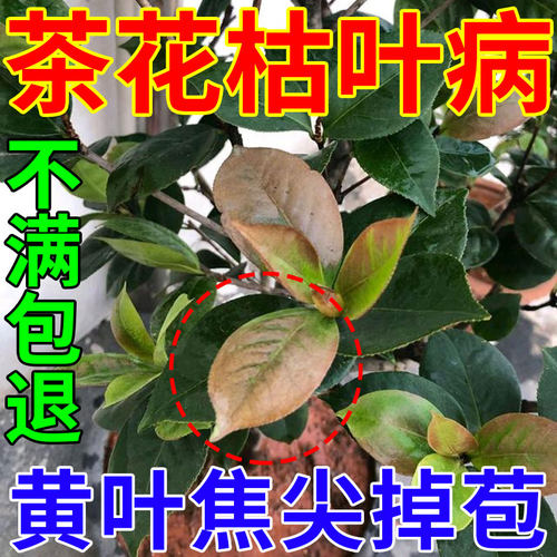 茶花枯叶病专用肥炭疽焦尖黑斑