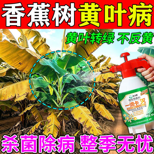 香蕉黄叶病专用杀菌营养液