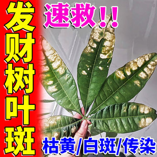 发财树叶斑病专用药绿植杀菌剂白斑黄叶枯叶烂根急救植物营养液肥