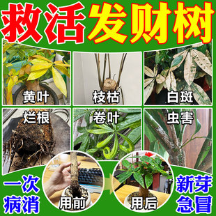 发财树叶斑病专用药黄叶枯叶烂根复活液杀菌剂芍药叶子发黄掉叶肥
