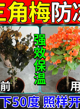 三角梅防冻液冬季植物抗寒保温棉罩叶子发黄萎蔫发黑掉叶过冬神器