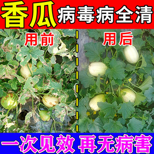 香瓜专用药甜瓜白粉霜霉病毒病套餐细菌性角斑病炭青枯疽病杀菌剂