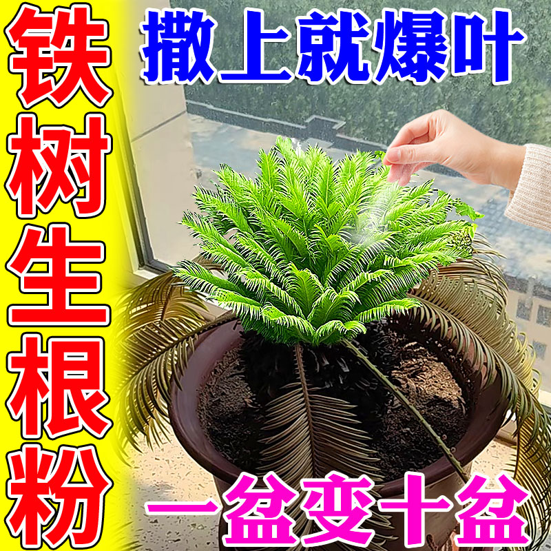 铁树生根爆根粉一次见效