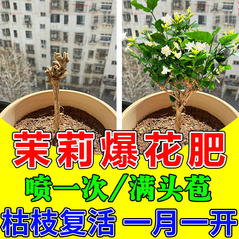 茉莉花复活液叶子发黄养花杀菌专用药肥快速爆花粉一喷绿生根药水