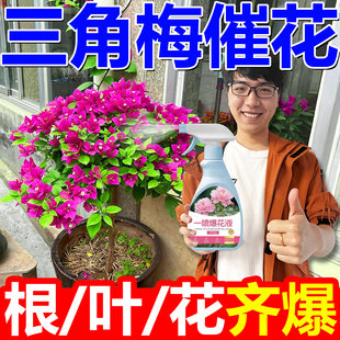 三角梅催花素专用肥促开花爆花营养液速效催芽发枝再生剂一喷爆花
