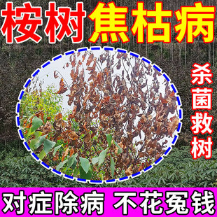 桉树焦枯病专用药青枯褐斑烂根急救土传病菌清大树强力生根复活液