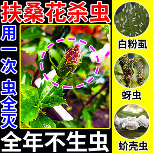 扶桑花杀虫剂养花除虫卵药白粉虱红蜘蛛蚧壳蚜虫介专用菊酯类喷雾
