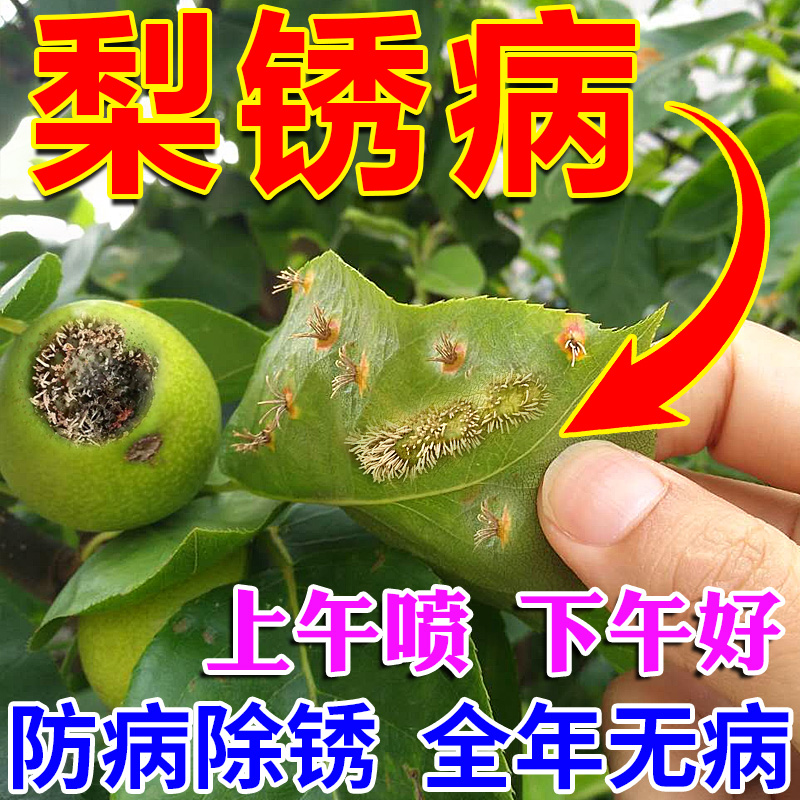 梨树锈病专用药一次病全清无效退