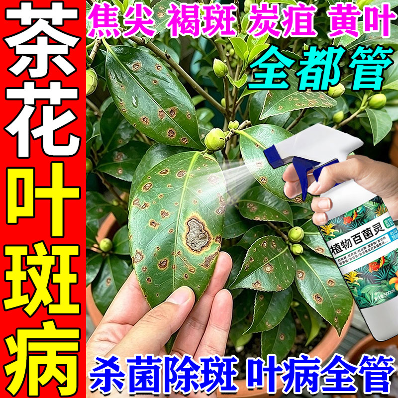 茶花叶斑炭疽专用杀菌营养液图片