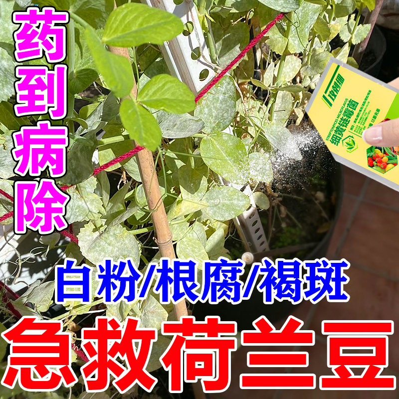 荷兰豆专用药白粉褐斑根腐病克星一滴净农用杀菌剂正品枯萎烂根灵