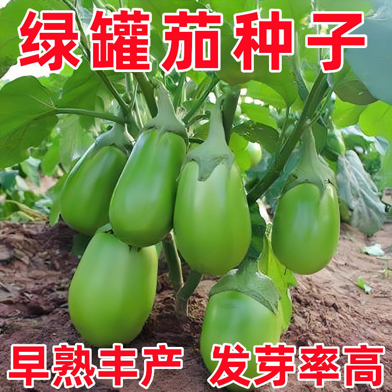 绿罐茄种子茄子种籽高产四季蔬菜种子青茄子绿皮耐热春季秋菜种子