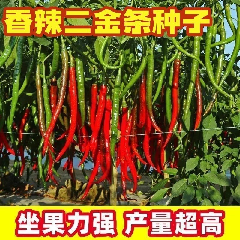 长线椒种子二荆条种子皮薄超高产量辣椒籽早熟春秋阳台辣椒蔬菜种