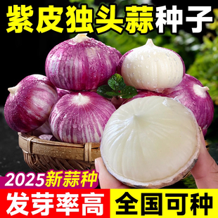 正宗紫皮大蒜种子老品种春季独头红皮大蒜头蒜苗蔬菜种子蒜苔蒜米