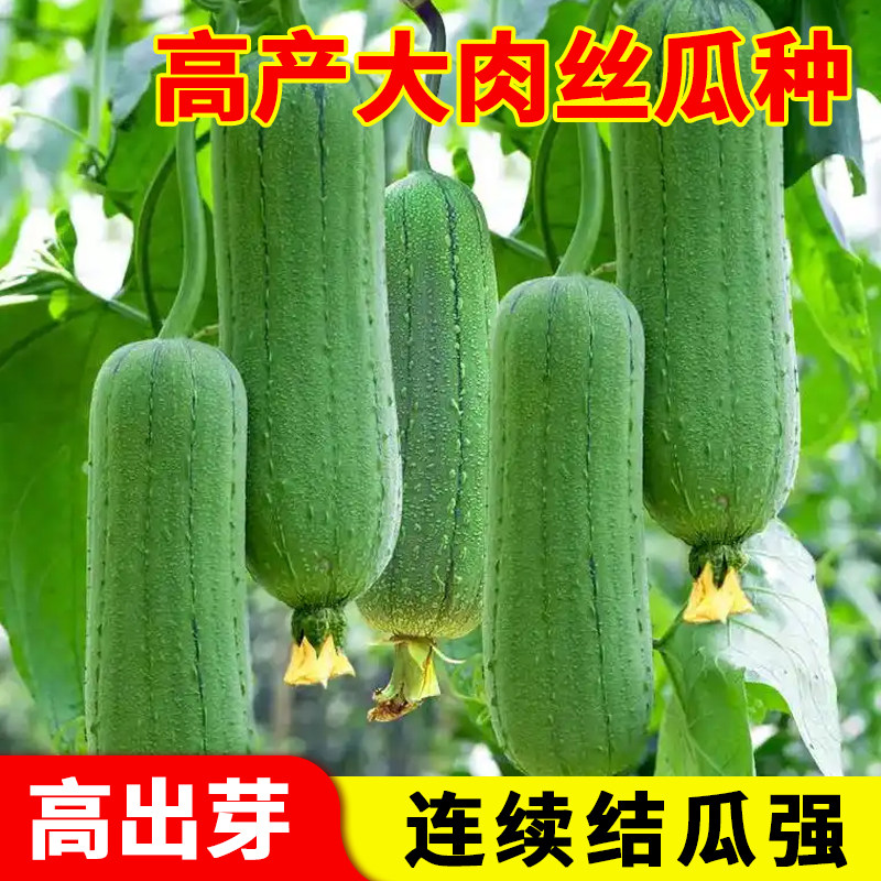 肉丝瓜种子老品种丝瓜爬藤早熟阳台庭院易种植蔬菜丝瓜农家苗秧
