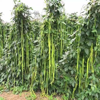 特长豆角种子干枝梅长款架