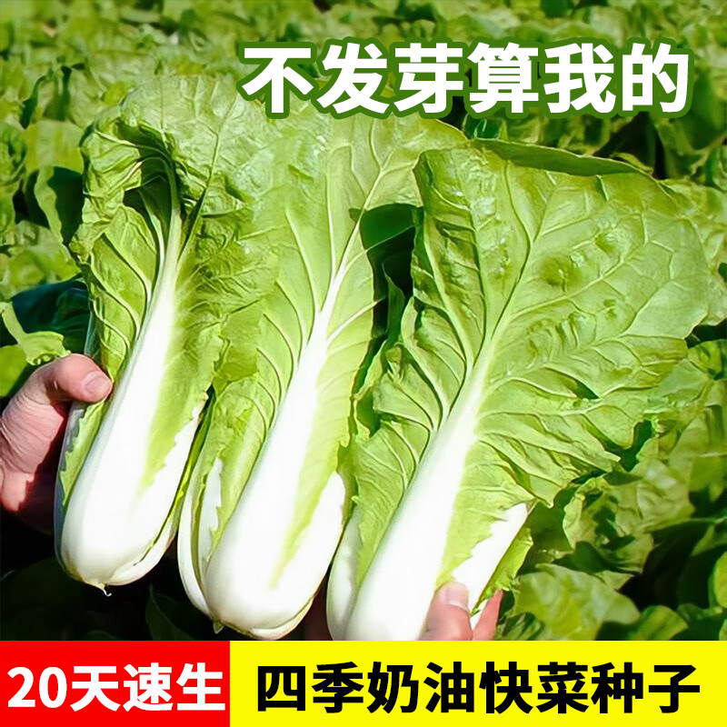 四季奶油快菜种子速生高产耐热菜种子耐高温小白菜菜种子蔬菜种子