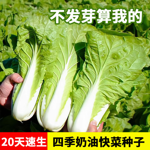 四季快菜奶油小白菜生吃