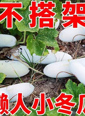 四季播小冬瓜毛节瓜高产盆栽种子