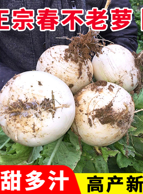 超甜春不老圆萝卜种子特大水果萝卜种籽易种春秋四季蔬菜阳台盆栽