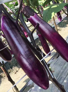 紫茄子种子易种紫红长茄种籽茄子紫色皮高产茄子四季蔬菜紫长茄