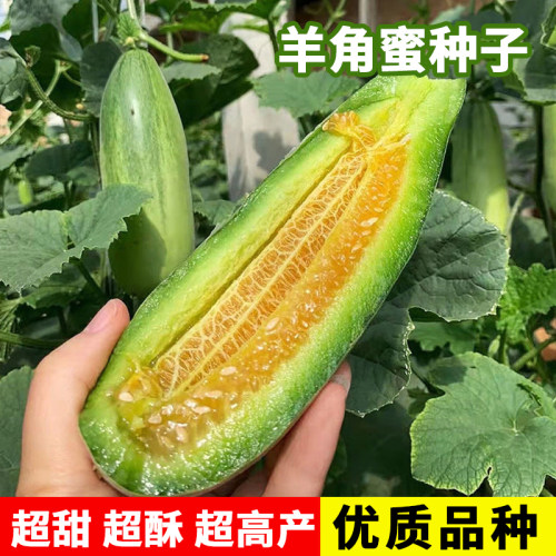 超甜羊角蜜香瓜种子阳台盆栽水果