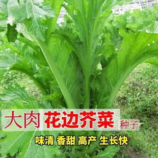 花边芥菜种子菜种大全四季 甜芥菜种子快速生青菜蔬菜种子叶子菜籽