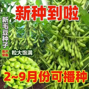 特早熟大粒菜毛豆种子高产东北农家大荚鲜食青豆春季播蔬菜种籽孑