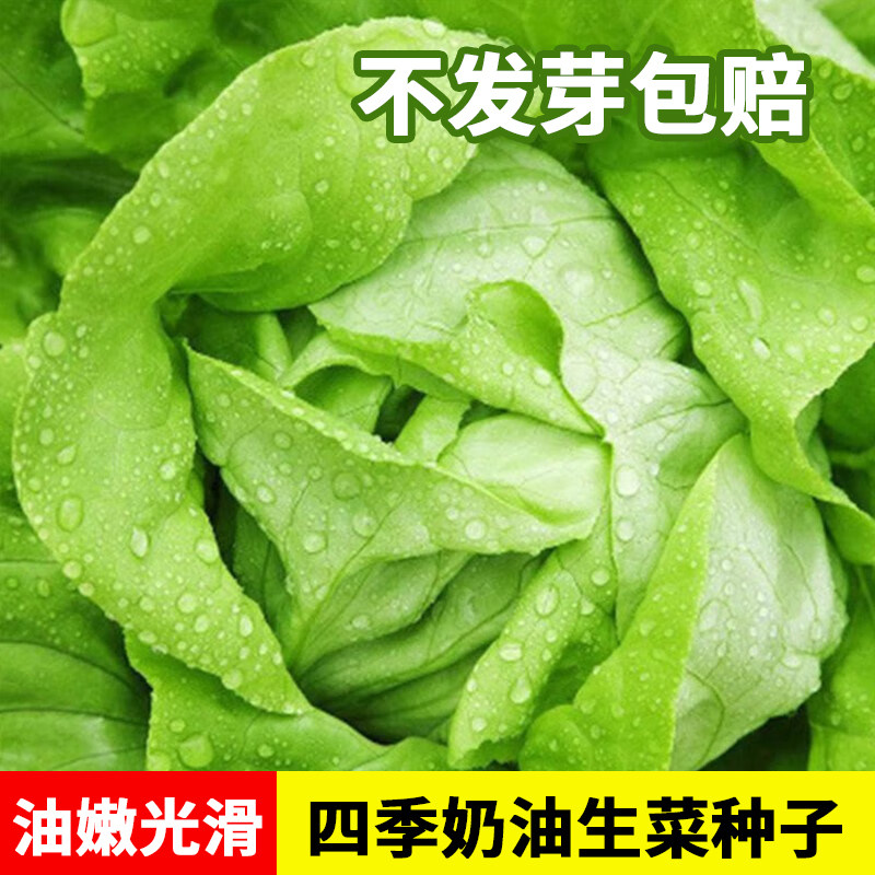 *奶油生菜种子*沙拉小白菜种籽四季春季菜籽种阳台盆栽农家蔬菜孑