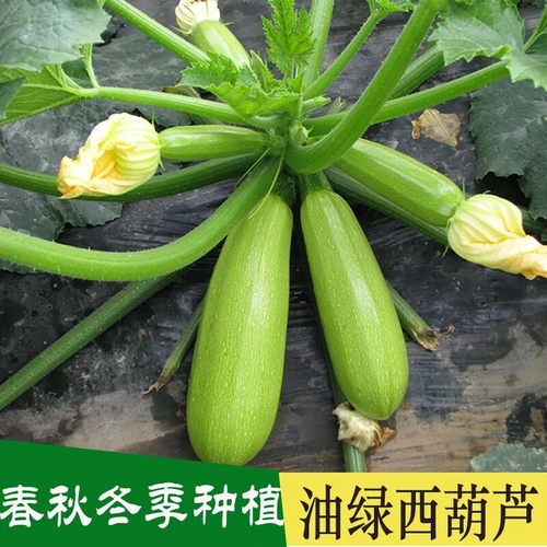 西葫芦种子抗病早青一代