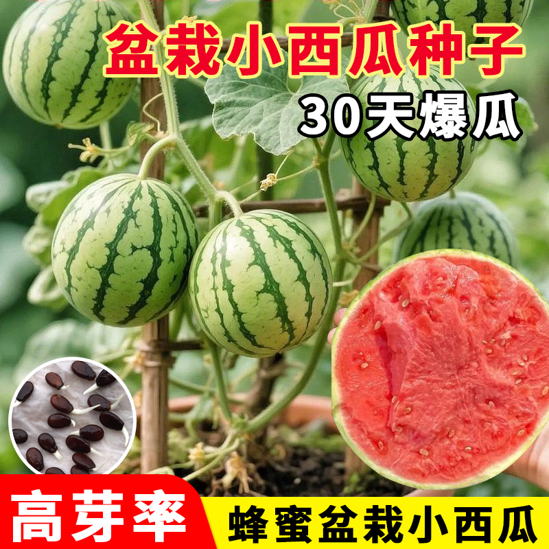 超甜麒麟蜜罐小西瓜种子