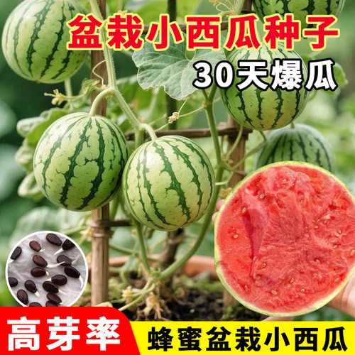 超甜麒麟蜜罐小西瓜种子