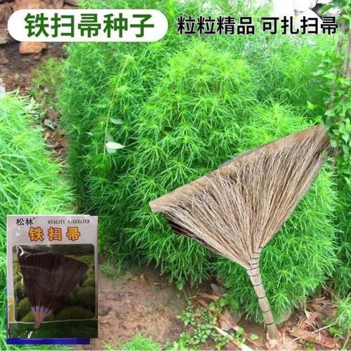 铁扫帚观音扫把孔雀松种子可观赏