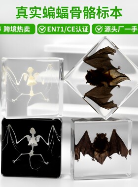 真实蝙蝠昆虫标本树脂亚克力透明