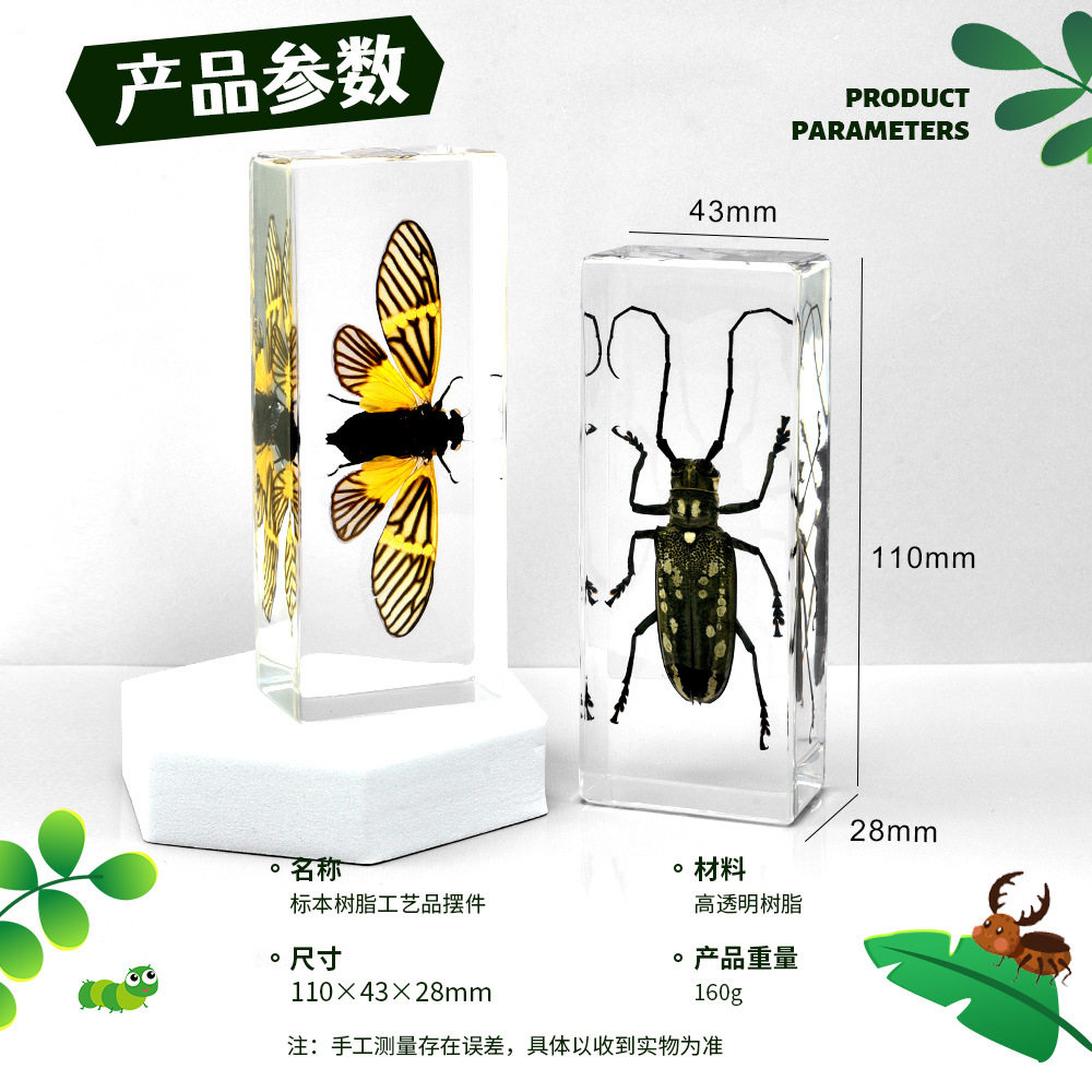 5大书镇真实昆虫标本博物馆研学