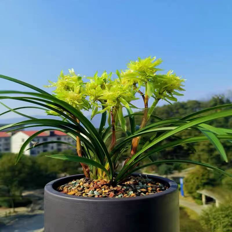 铭品春兰 花开富贵  浓香型办公室内外耐阴绿植盆栽花卉