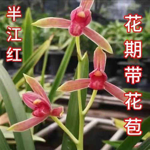 文轩建兰铭品半江红浓香带花