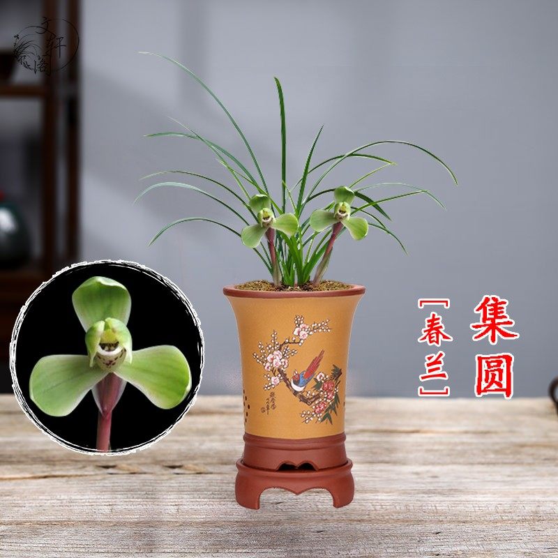 文轩阁兰苑 兰花苗 春兰 集圆 四大天王老八种细叶矮种梅瓣