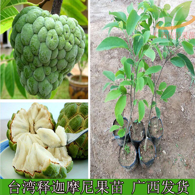 释迦果树苗 台湾番荔枝苗番鬼荔枝嫁接当年结果南方种植盆栽包邮