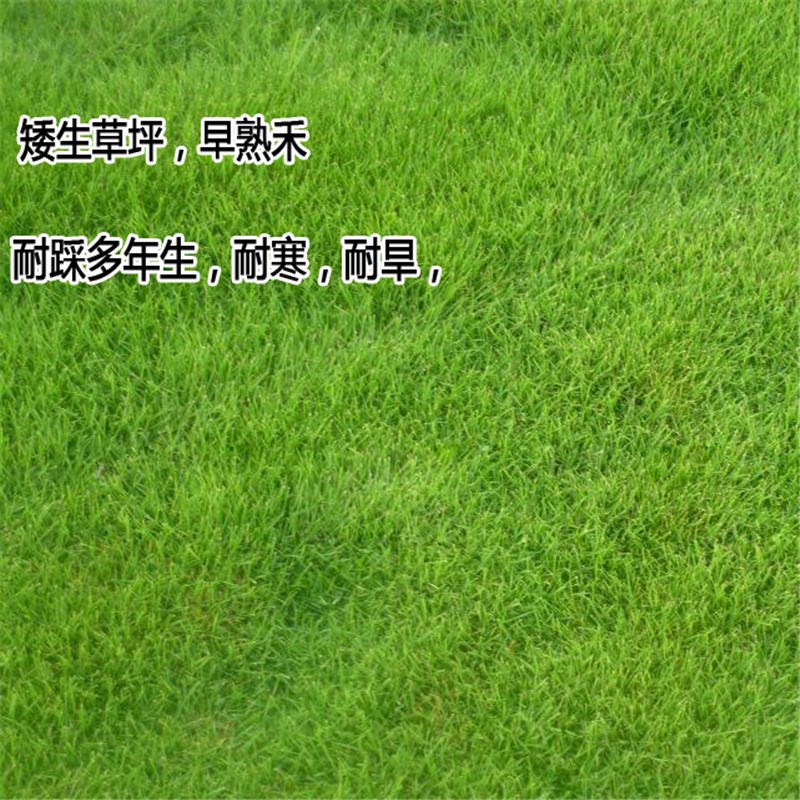早熟禾 早熟禾草坪种子 早熟禾草种 早熟禾草籽 四季常青